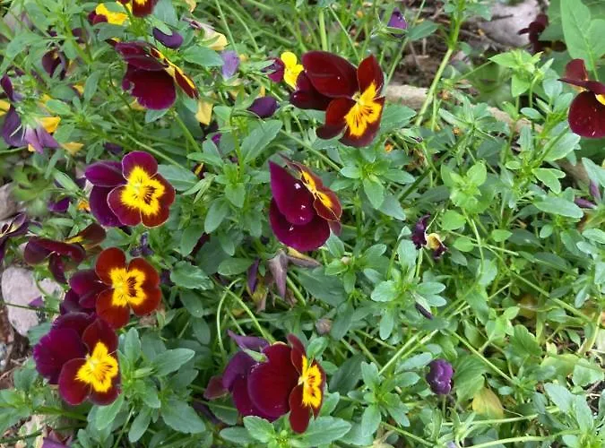 éden Apartman Hévíz